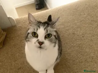 Mixed Breed cats A petite, affectionate lap cat - Advert 2