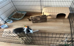 Lionhead rabbits for sale: Free male rabbit 11months old  - Image 5