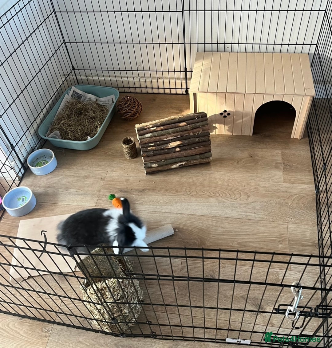Lionhead rabbits for sale: Free male rabbit 11months old  - Image 5