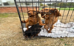 Cocker Spaniel dogs for sale: Working cocker spaniel - champion bloodlines  - Image 13