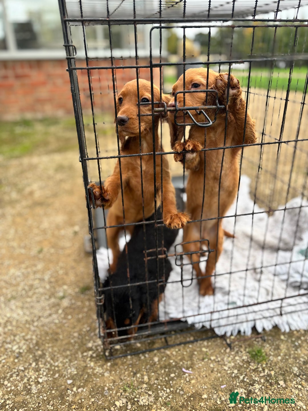 Cocker Spaniel dogs for sale: Working cocker spaniel - champion bloodlines  - Image 13