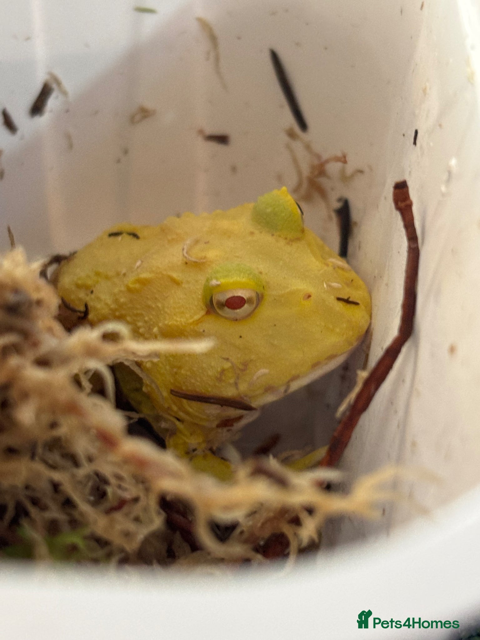 Frog reptiles Super Pikachu Pacman Frog - Advert 4