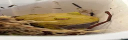Frog reptiles for sale: Super Pikachu Pacman Frog - Advert 1