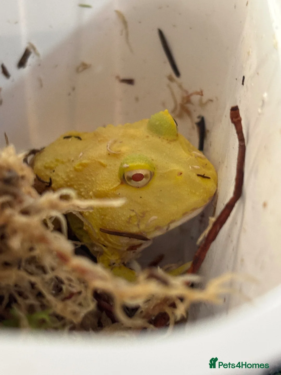 Frog reptiles for sale: Super Pikachu Pacman Frog - Advert 1