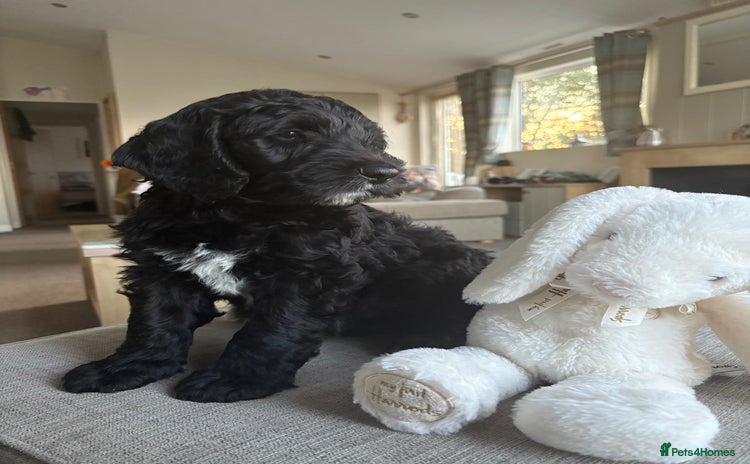 Australian Labradoodle dogs - Advert 2