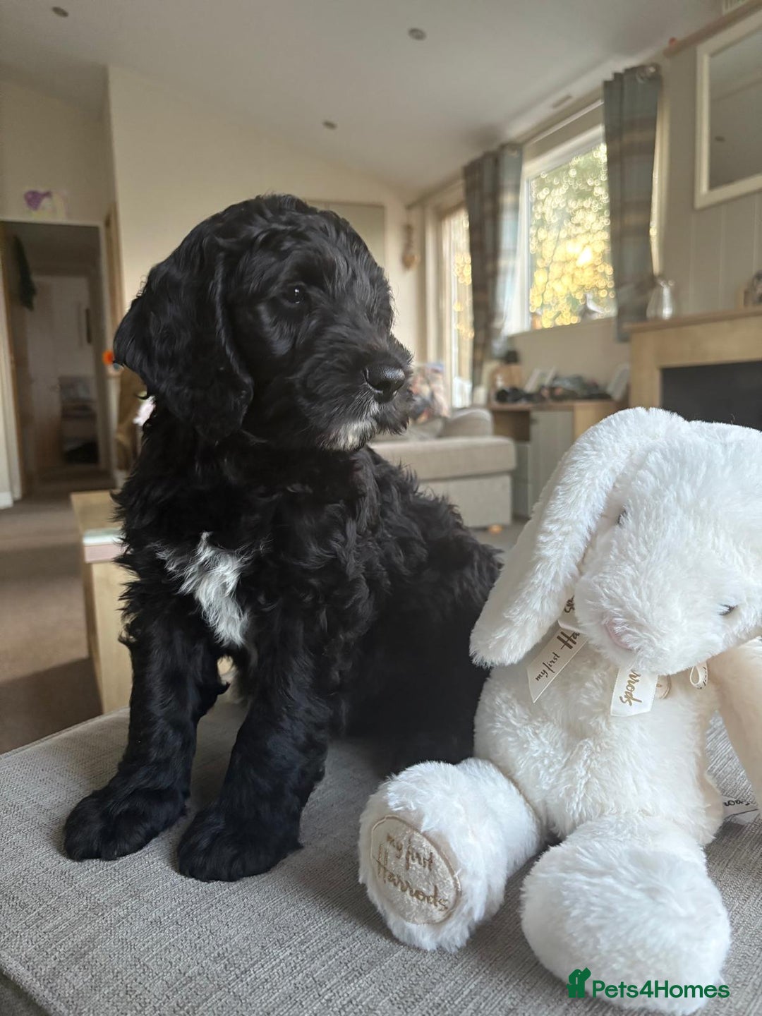 Australian Labradoodle dogs for sale: Australian Labradoodle - Image 1