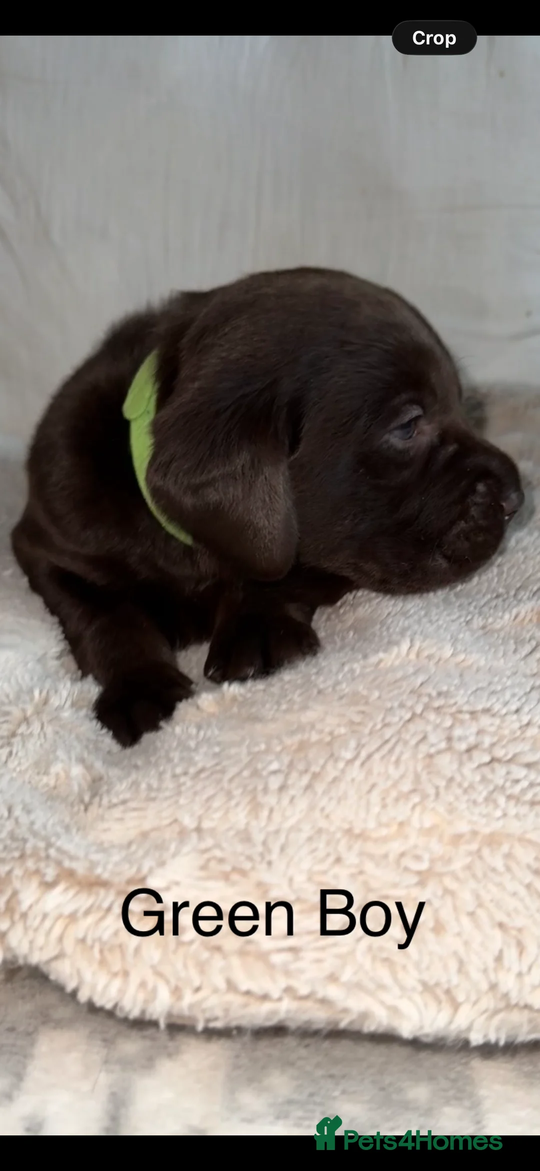 Labrador Retriever dogs for sale: Stunning chocolate Labrador puppies  - Advert 2