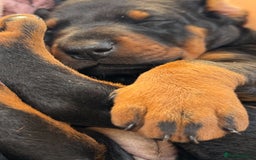 Dobermann dogs for sale: Champion European Doberman Puppies Kc-reg  - Advert 7