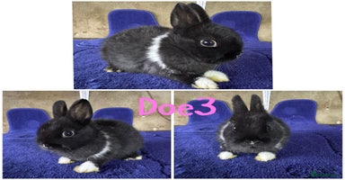 Netherland Dwarf rabbits - Advert 9