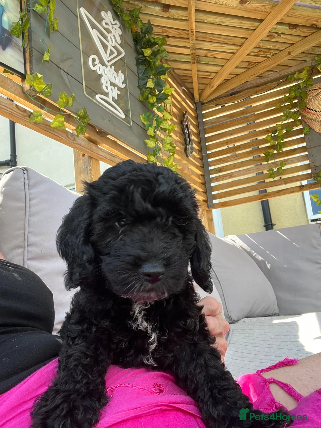 Sproodle dogs for sale: Gorgeous Sproodle puppies ready for forever homes - Advert 9