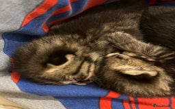 British Shorthair cats for sale: Kittens for sale - Image 13