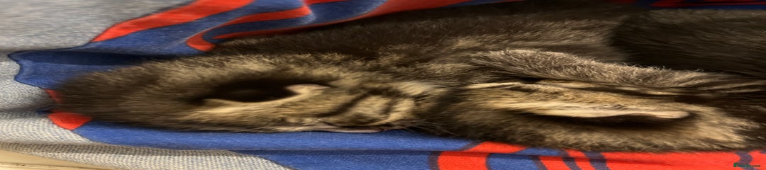 British Shorthair Kitten 2