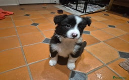 Border Collie dogs for sale: 🏡 Smart, Sweet Border Collie Pups Await You!" - Image 27