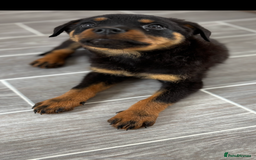 Rottweiler dogs for sale: Gorgeous 9-Week-Old Female Rottweiler Puppy –m - Image 2