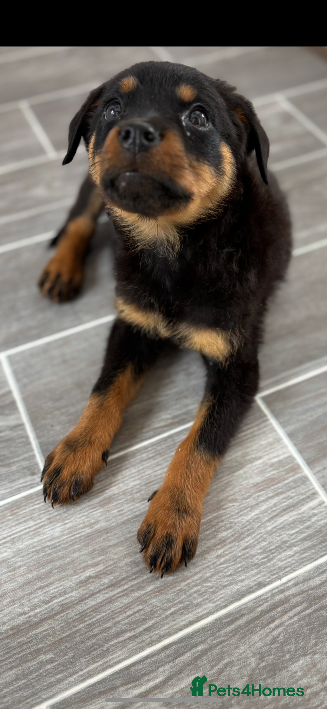 Rottweiler dogs for sale: Gorgeous 9-Week-Old Female Rottweiler Puppy –m - Image 2