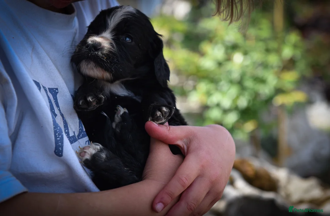 Cocker Spaniel dogs for sale: Beautiful Black and Chocolate Cocker Spaniel KCReg - Advert 9