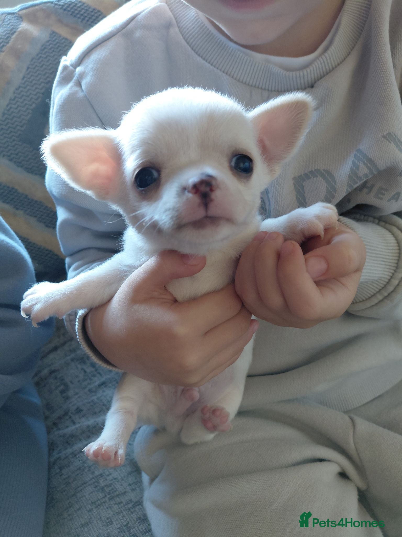 Chihuahua dogs Chihuahua pups - Advert 8