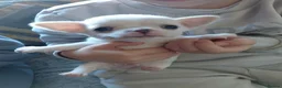 Chihuahua dogs for sale: Chihuahua pups in Ashington - Advert 1