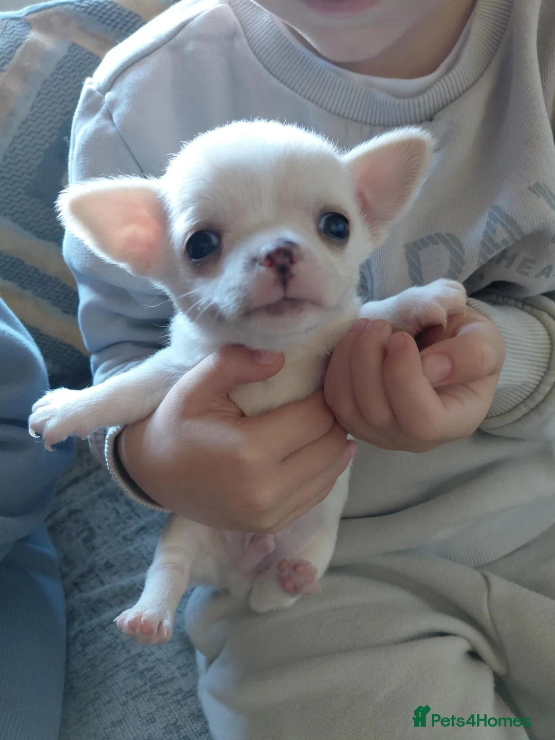 Chihuahua dogs for sale: Chihuahua pups in Ashington - Advert 1