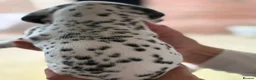 Dalmatian dogs for sale: Black and white puppies  - Advert 20