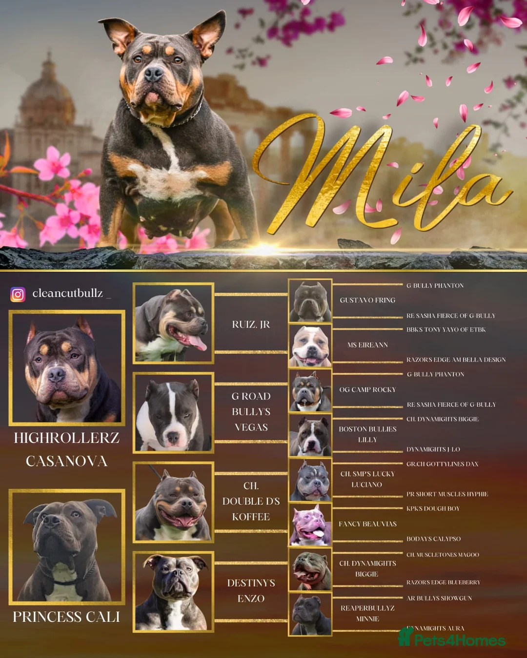 American Bully dogs for sale: Mila - blue tri 5x champion bloodline  - Advert 12