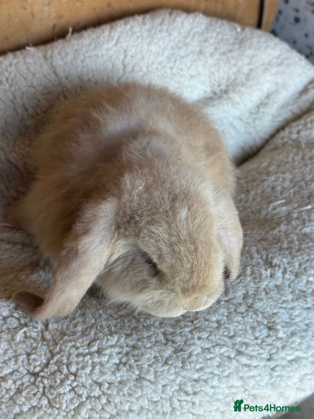French Lop rabbits for sale: Purebred French Lop baby rabbits for sale  - Advert 14