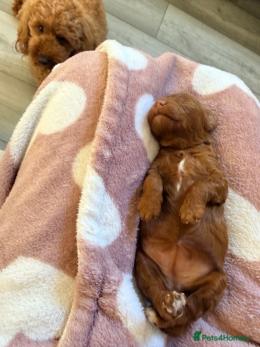 Miniature Poodle dogs for sale: Kc reg mini poodle 5 generation pedigree - Advert 16