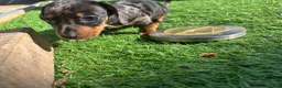 Dachshund dogs for sale: 4 beautiful boys  - Advert 12