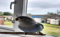 Lovebirds birds for sale: Tales of Cinder, Bobo, Soul & Enma - Image 5