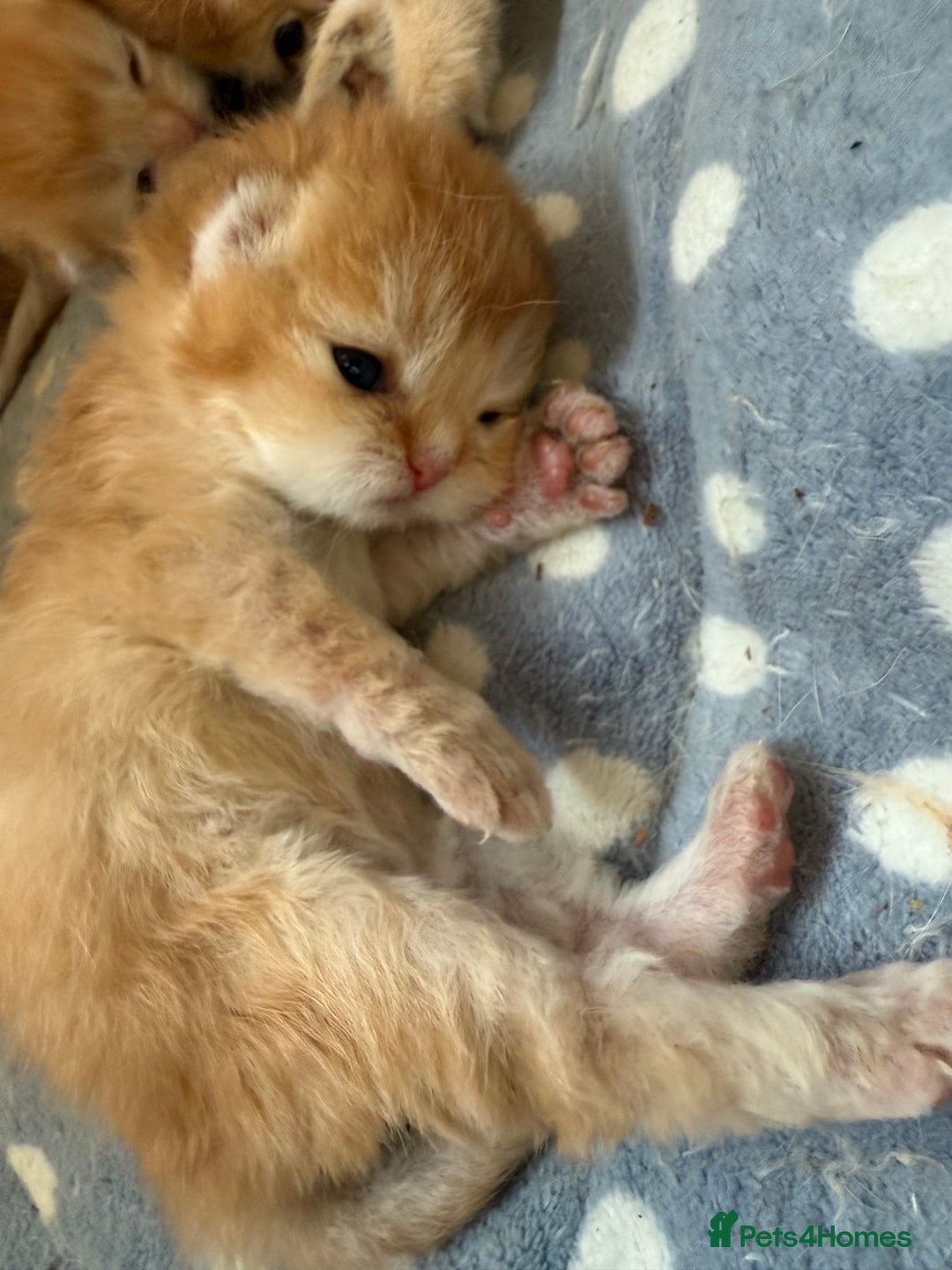 British Shorthair cats for sale: GCCFreg BSH & BLH Chocolate & Black Golden Kittens - Image 9