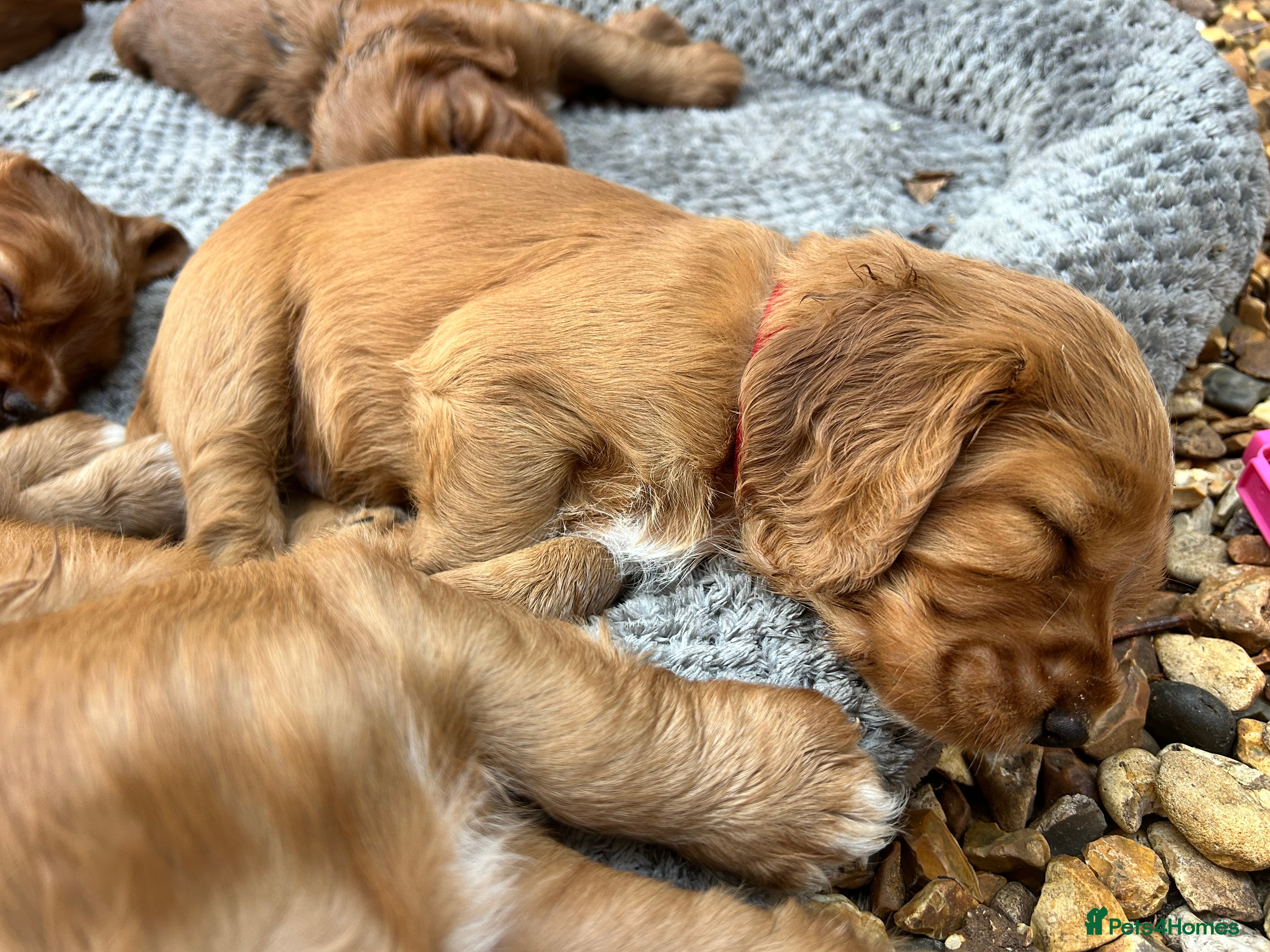 Cocker Spaniel dogs Red Working Cocker Spaniels - Advert 2