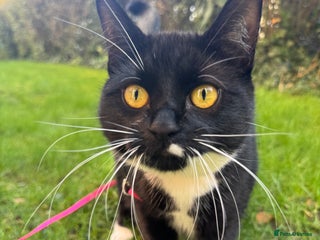 Domestic Shorthair cats Beautiful 2 year female cat - Advert 5