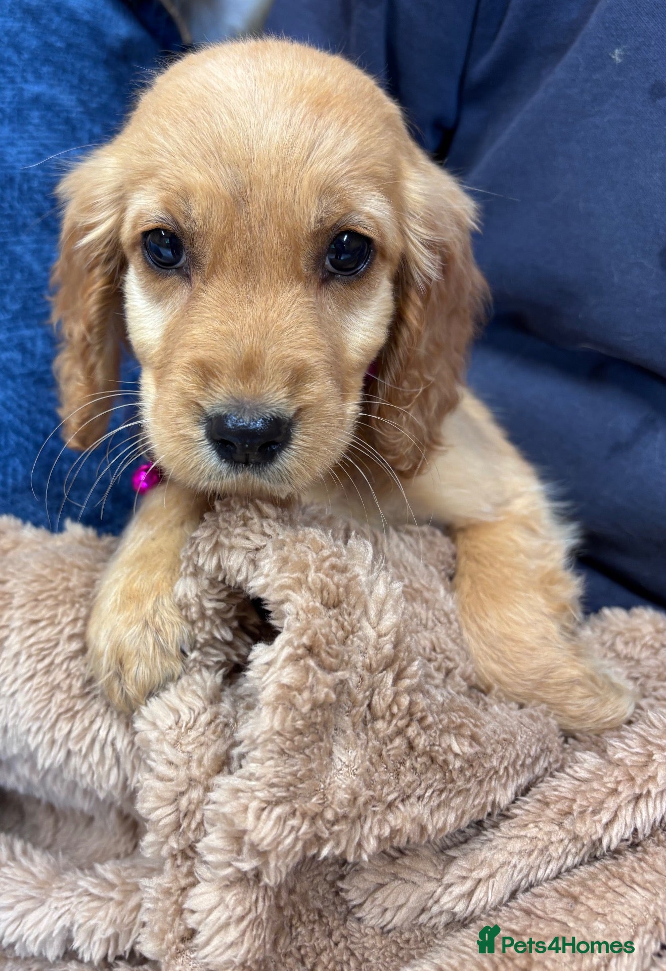 Cocker Spaniel dogs for sale: 🌈🌈Wilma’s 5 Baby’s 🌈🌈 - Advert 2