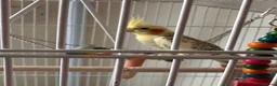 Parakeets birds for sale: Parakeet (including cage and all accessories)  in Ebbw Vale - Advert 5