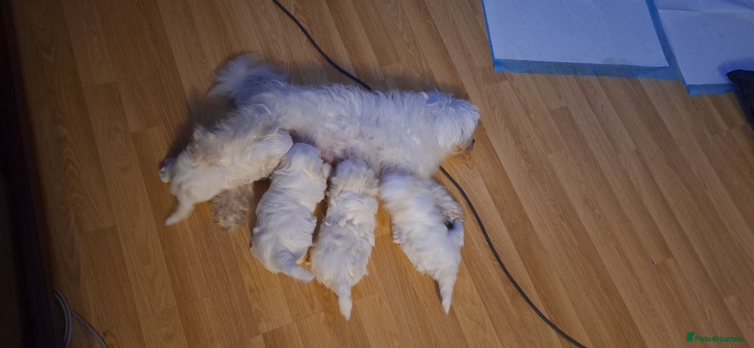 Maltese dogs for sale: Mini Maltese Puppys - Image 2