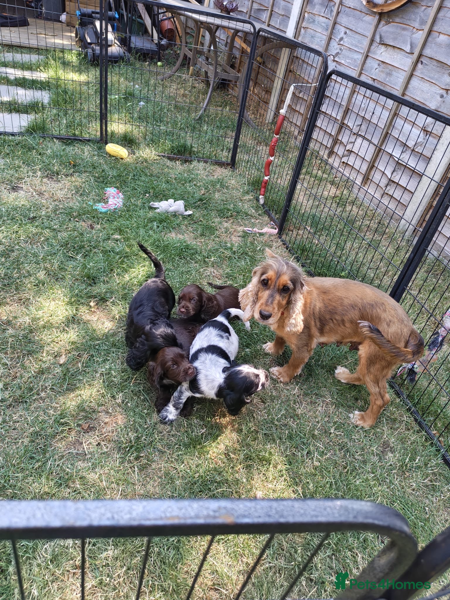Cocker Spaniel dogs for sale: Kc registered playful show cocker spaniel - Advert 1