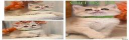 British Shorthair cats for sale: British shorthair blue/black golden kittens GCCF  - Advert 17