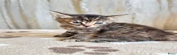 Mixed Breed cats for sale: Bengal/ tabby mixed kittens - Advert 30