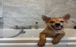 Mixed Breed dogs for sale: Beautiful 7 month old Pomshi hybrid  - Image 8