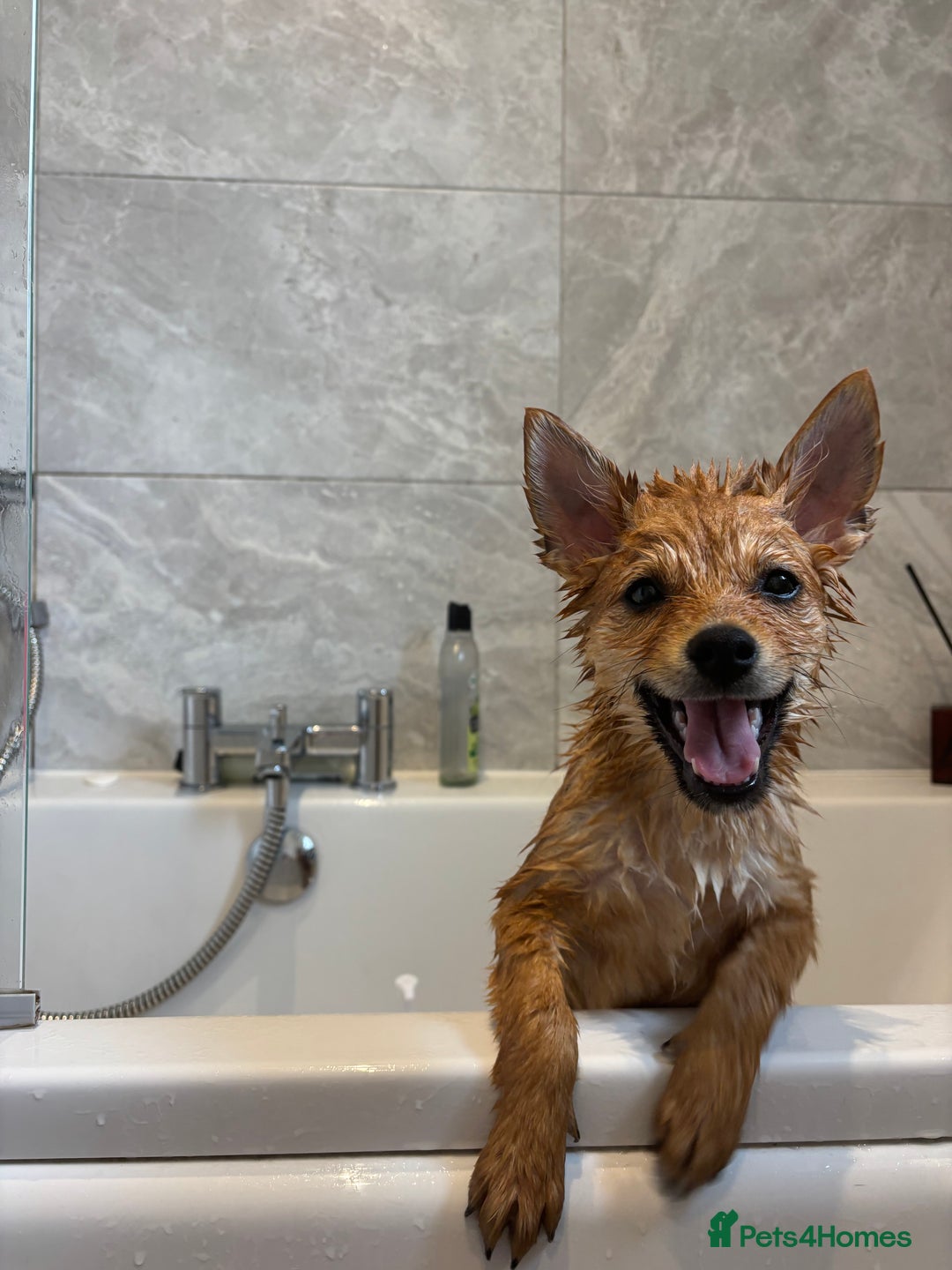 Mixed Breed dogs for sale: Beautiful 7 month old Pomshi hybrid  - Image 8