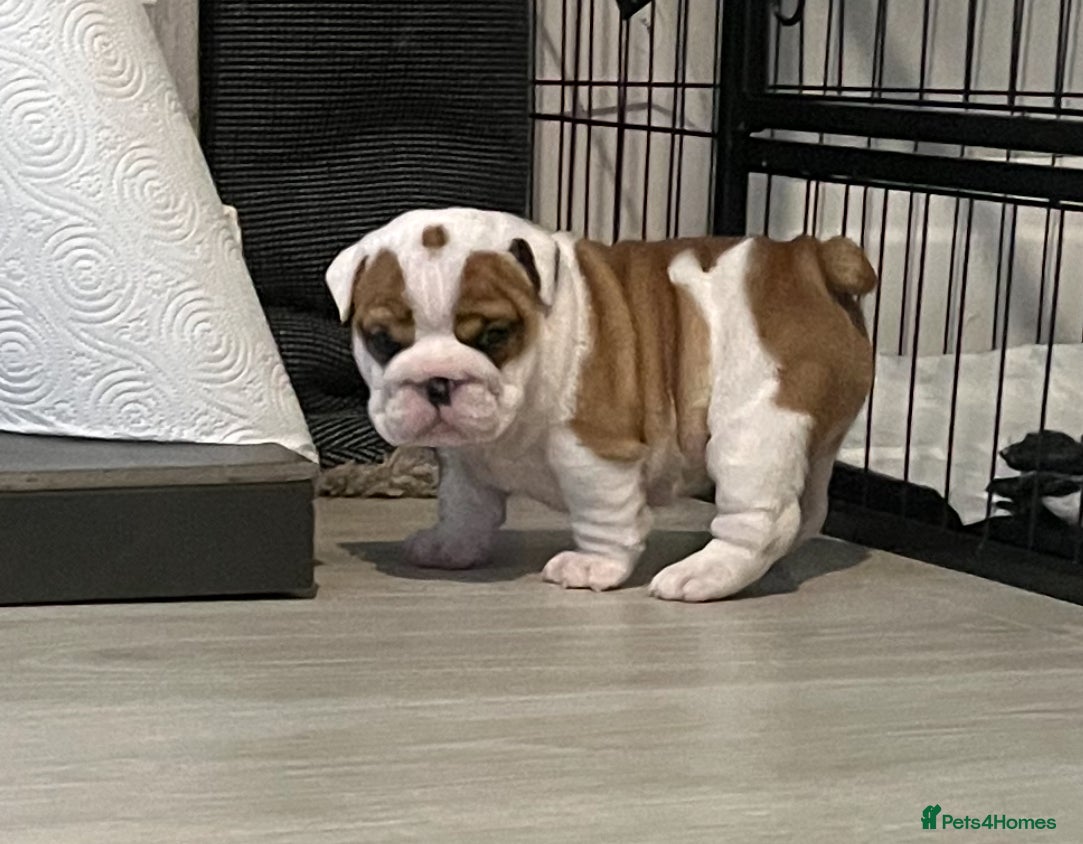 English Bulldog dogs 5 standard bulldogs silver health tested parents  - Advert 2