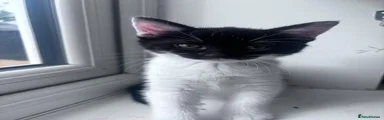 Domestic Shorthair 2
