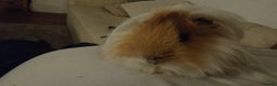 Guinea Pig rodents for sale: Pure bred Peruvian boars, father & son - Advert 4