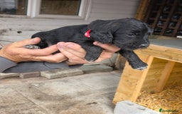 Cocker Spaniel dogs for sale: Cocker Spaniel Puppies - Image 5
