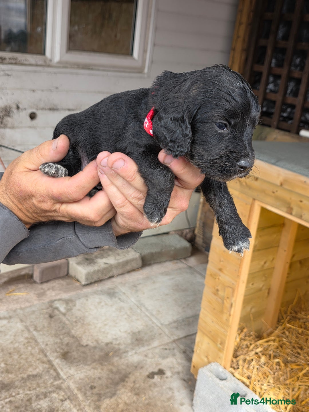 Cocker Spaniel dogs for sale: Cocker Spaniel Puppies - Image 5