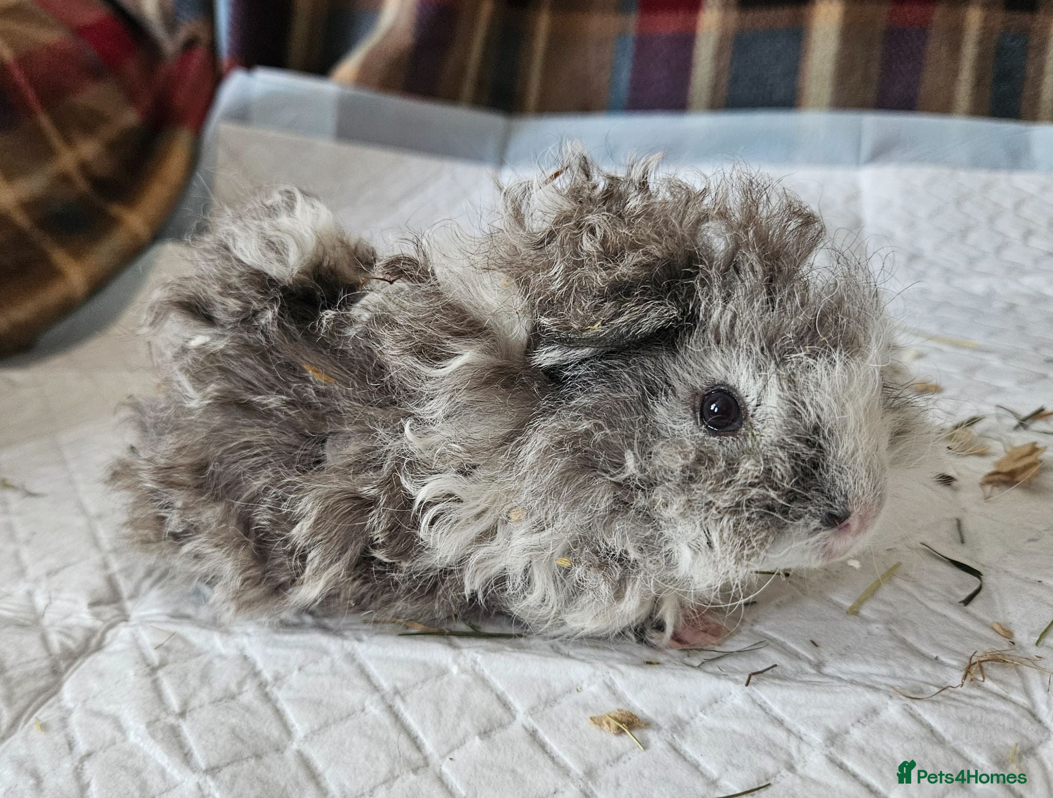 Guinea Pig rodents Beautiful swiss cross lunkarya.  - Advert 2