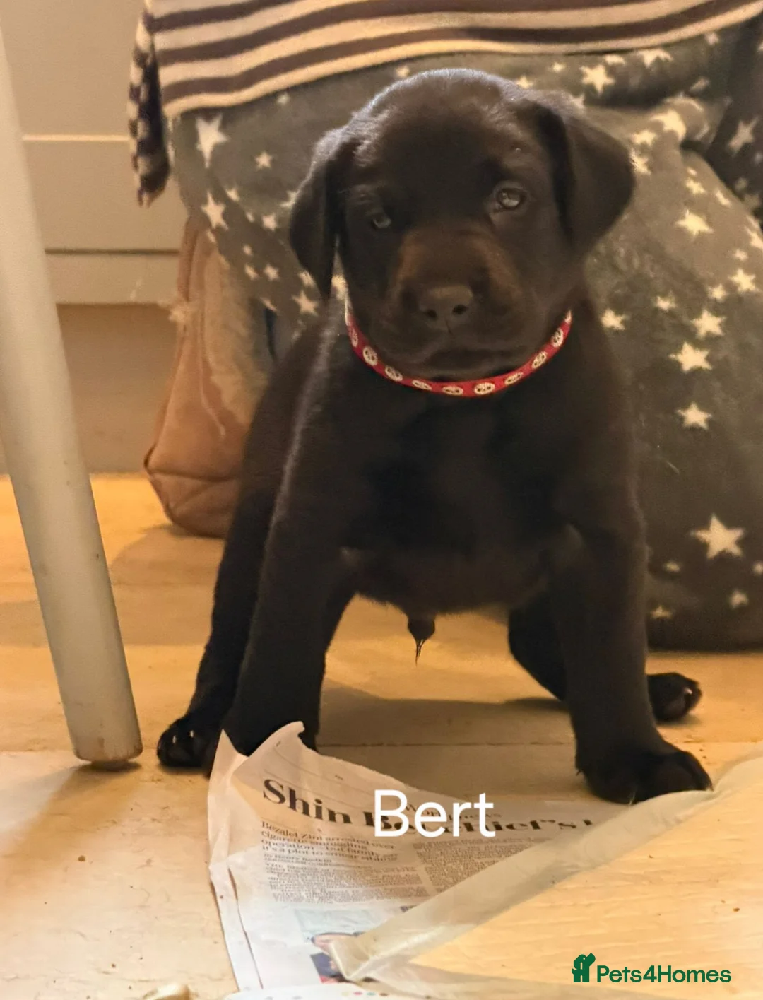 Labrador Retriever dogs for sale: 8 beautiful chunky black KC registered puppies - Advert 35