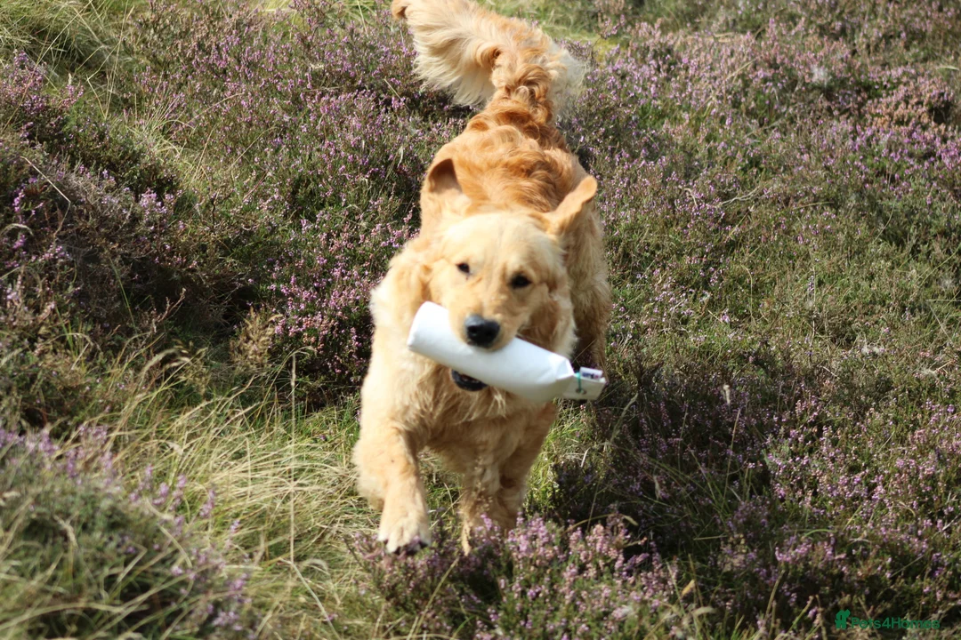 Golden Retriever dogs for stud: GOLDEN RETRIEVER STUD DOG  - Advert 2