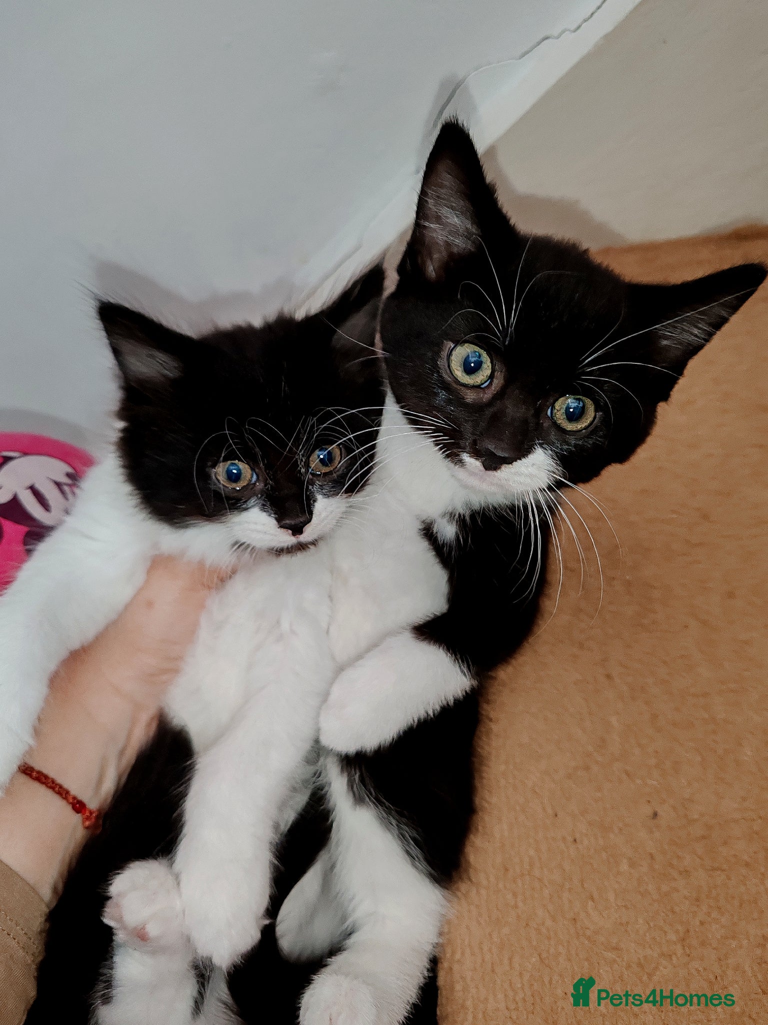 Mixed Breed cats Lovely kittens Norwegian forest with Tabby - Advert 2