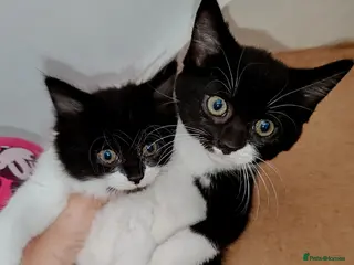 Mixed Breed cats Lovely kittens Norwegian forest with Tabby - Advert 2